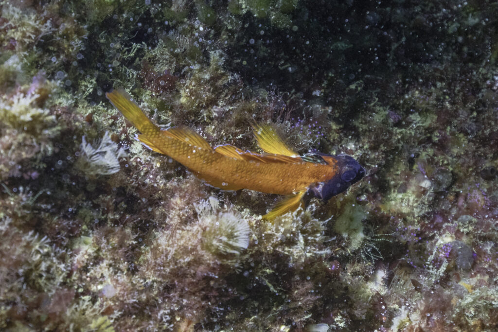 Black-face Blenny (Tripterygion delaisi) |commons:File:Moma amarilla (Tripterygion delaisi), Parque natural de la Arrábida, Portugal, 2020-07-21, DD 14.jpg