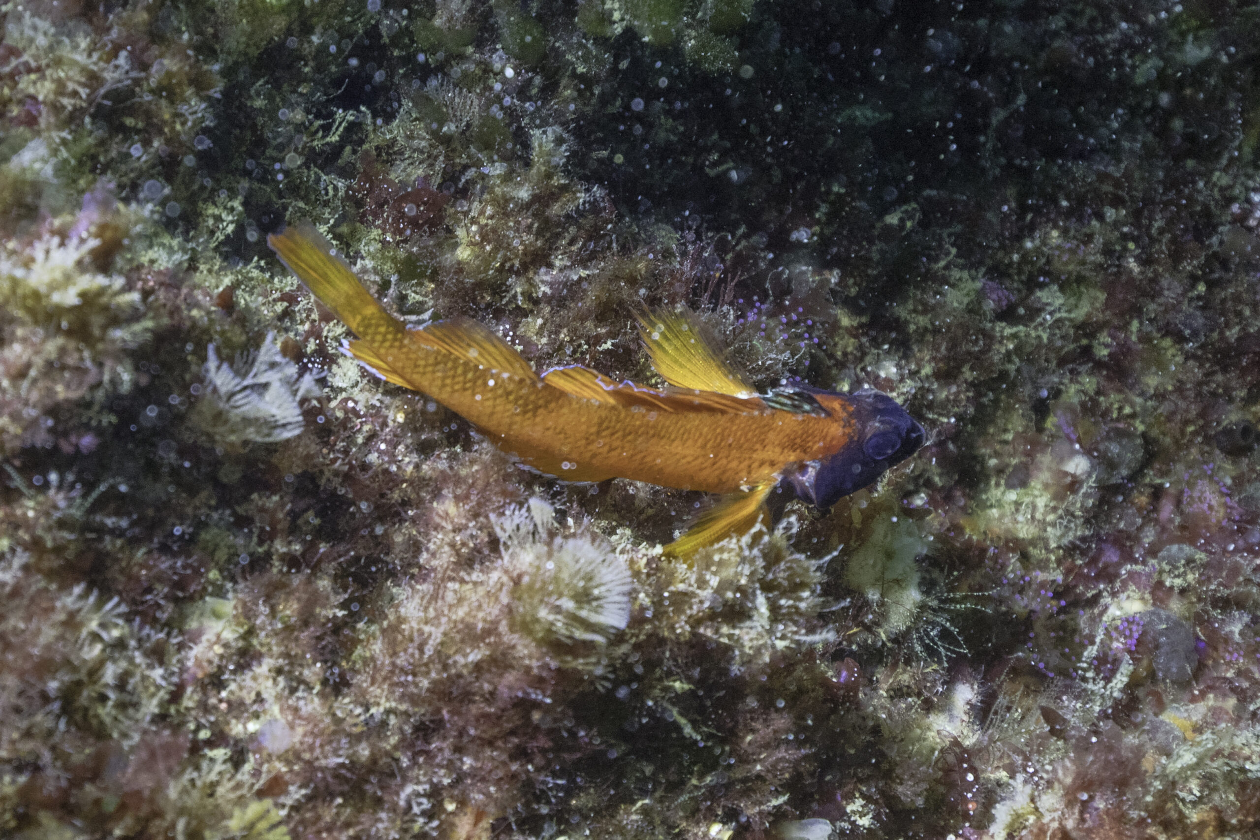 Black-face Blenny (Tripterygion delaisi) |commons:File:Moma amarilla (Tripterygion delaisi), Parque natural de la Arrábida, Portugal, 2020-07-21, DD 14.jpg