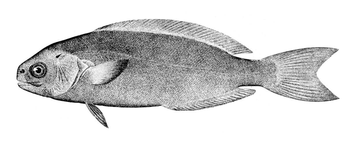 Black Fish (Centrolophus niger) |commons:File:Centrolophus niger.jpg