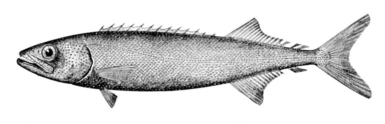 Black Gemfish (Nesiarchus nasutus) |commons:File:Nesiarchus nasutus.jpg