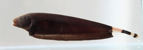 Black Ghost Knifefish (Apteronotus albifrons) |commons:File:Apteronotus albifrons.jpg