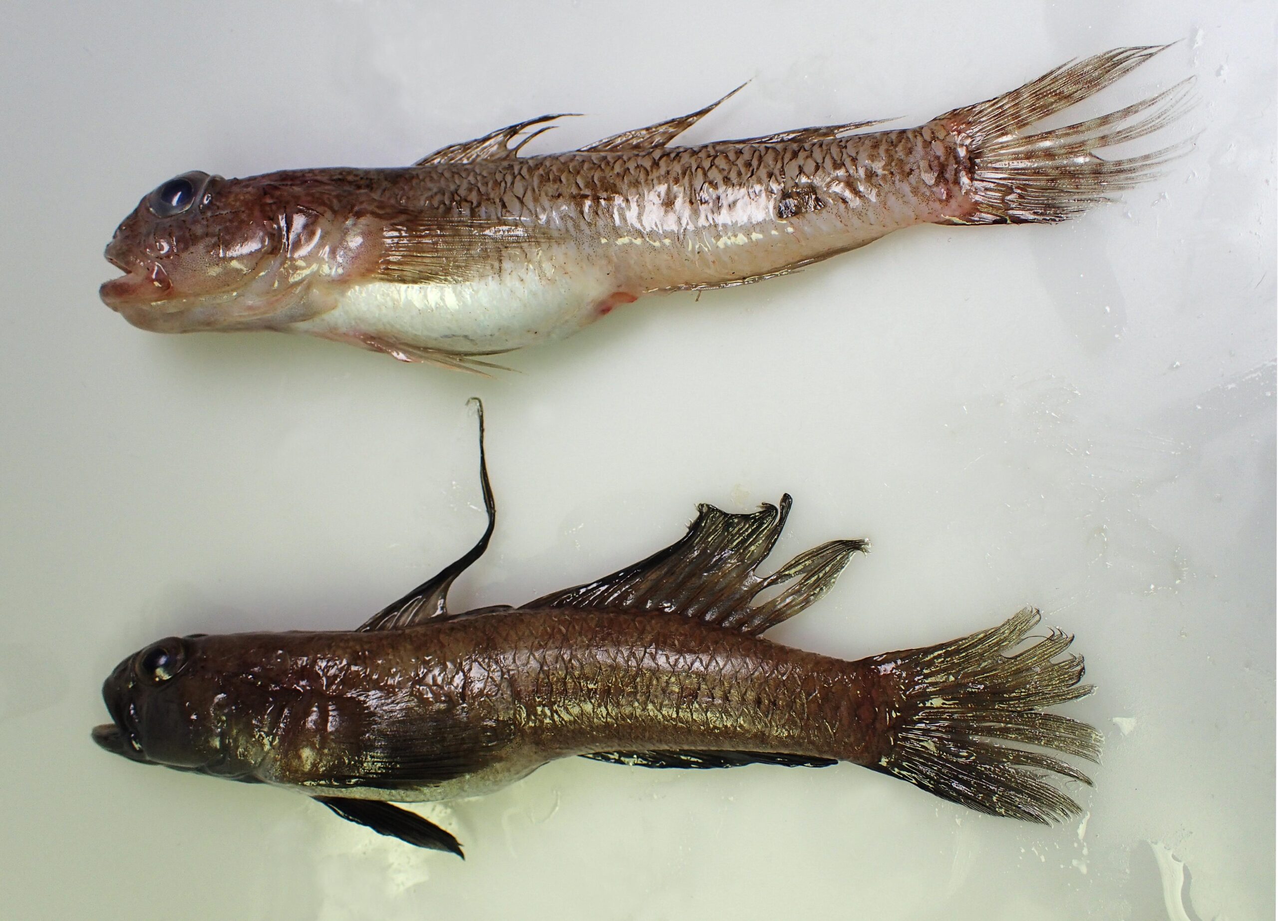 Black Goby (Gobius niger) |commons:File:Différences entre mâle et femelle du gobie noir (Gobius niger) (Ifremer 00630-74230 - 29472).jpg