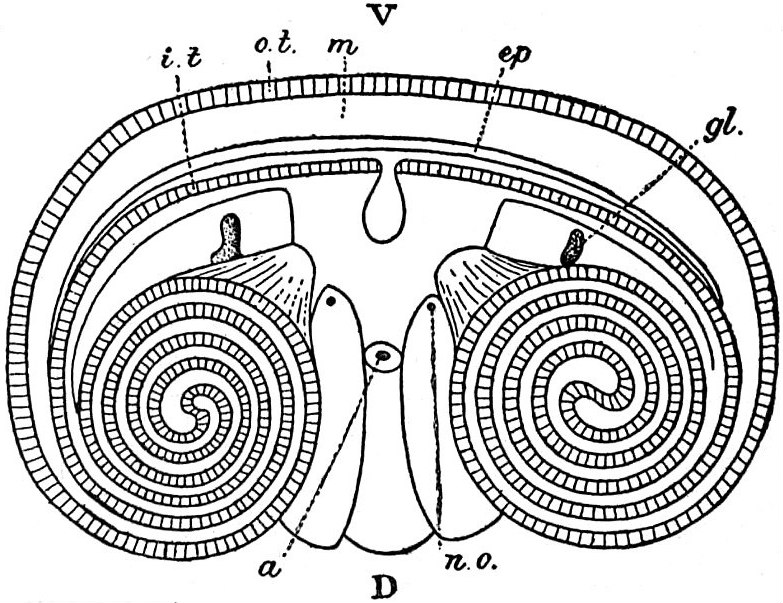 black horseshoe worm Phoronis australis