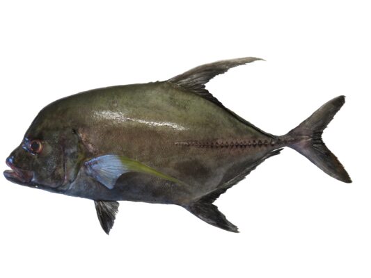 Black Jack (Caranx lugubris) |commons:File:Carangue noire (Caranx lugubris) (Ifremer 00755-86701).jpg