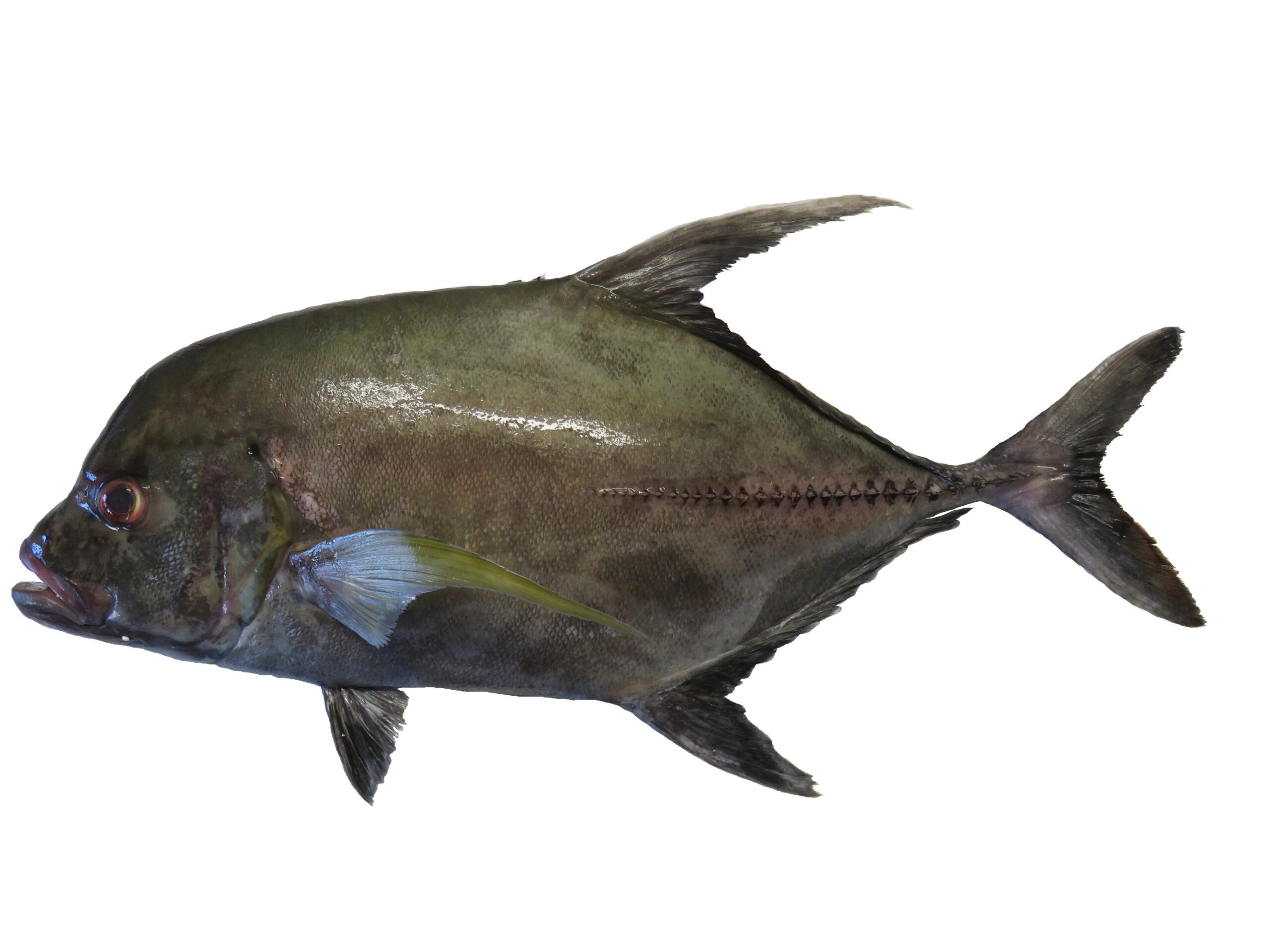 Black Jack (Caranx lugubris) |commons:File:Carangue noire (Caranx lugubris) (Ifremer 00755-86701).jpg