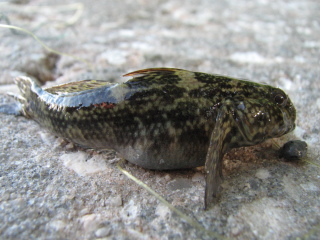 Black Joe (Bathygobius soporator) |commons:File:Bathygobius soporator aka Frillfin Goby.jpg
