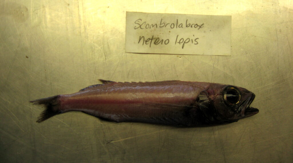 Black Mackerel (Scombrolabrax heterolepis) |commons:File:Scombrolabrax heterolepis.jpg