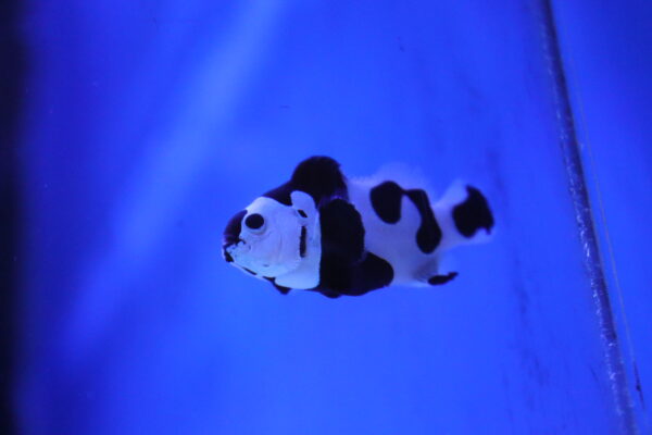 Black Ocellaris Amphiprion ocellaris black