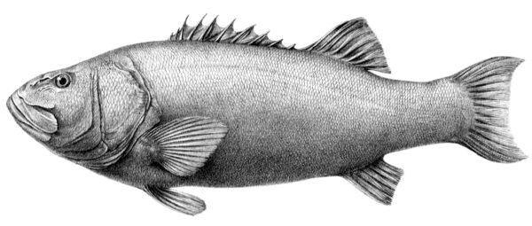 Black pacific jewfish (Stereolepis gigas) |commons:File:Stereolepis gigas.jpg