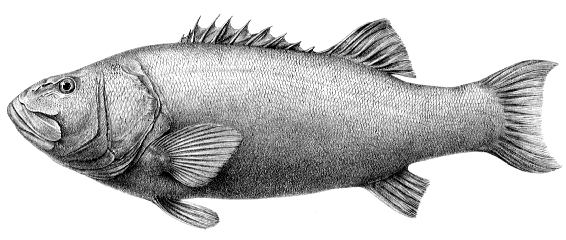 Black pacific jewfish (Stereolepis gigas) |commons:File:Stereolepis gigas.jpg