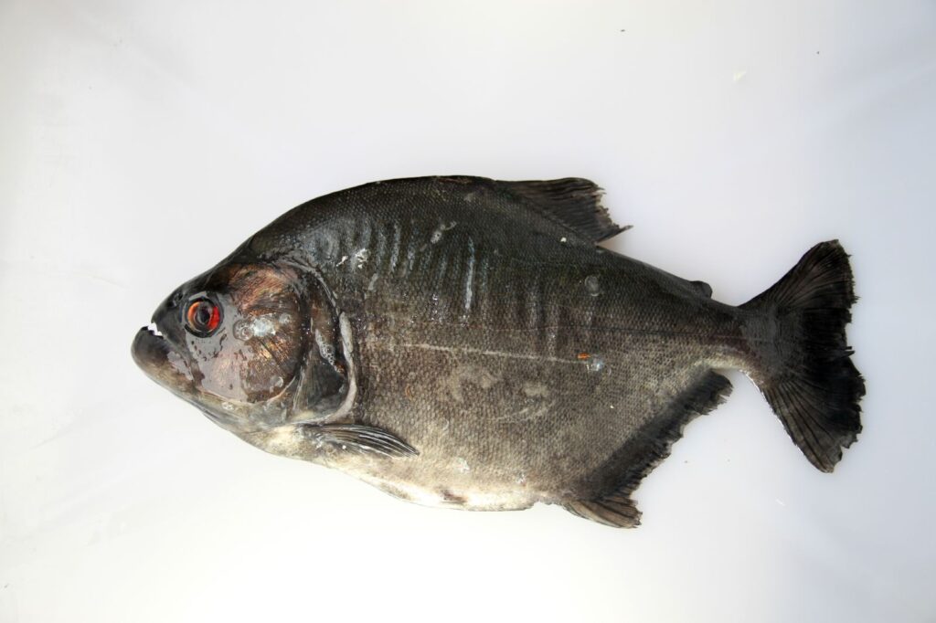 Black Piranha (Serrasalmus rhombeus) |commons:File:Serrasalmidae Serrasalmus rhombeus (5807048912).jpg