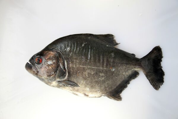 Black Piranha (Serrasalmus rhombeus) |commons:File:Serrasalmidae Serrasalmus rhombeus (5807048912).jpg