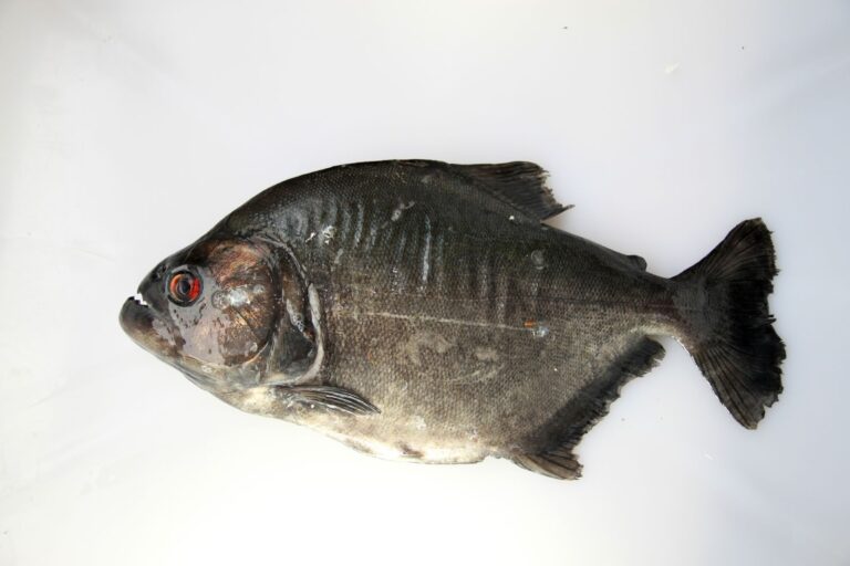 Black Piranha (Serrasalmus rhombeus) |commons:File:Serrasalmidae Serrasalmus rhombeus (5807048912).jpg