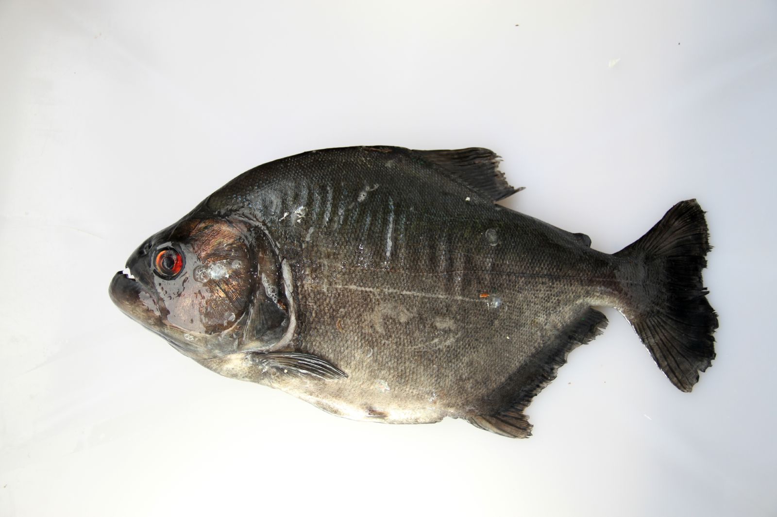 Black Piranha (Serrasalmus rhombeus) |commons:File:Serrasalmidae Serrasalmus rhombeus (5807048912).jpg