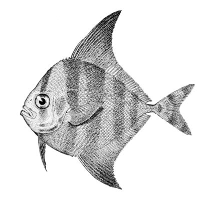 Black Pomfret (Parastromateus niger) |commons:File:Parastromateus niger.jpg