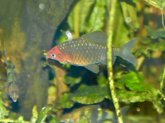 Black Ruby Barb (Pethia nigrofasciata) |commons:File:Cyprinidae Pethia nigrofasciata 1.jpg