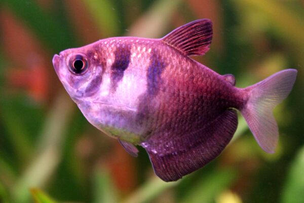 Black Skirt Tetra (Gymnocorymbus ternetzi) |commons:File:02.Gymnocorymbus ternetzi.JPG