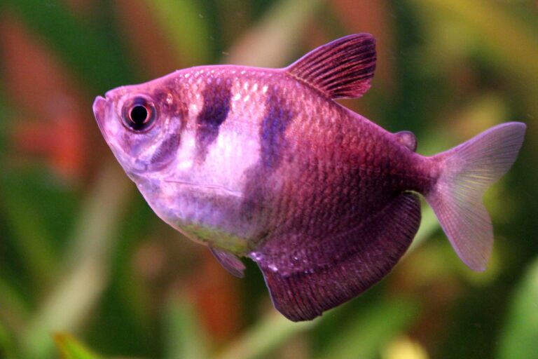 Black Skirt Tetra (Gymnocorymbus ternetzi) |commons:File:02.Gymnocorymbus ternetzi.JPG