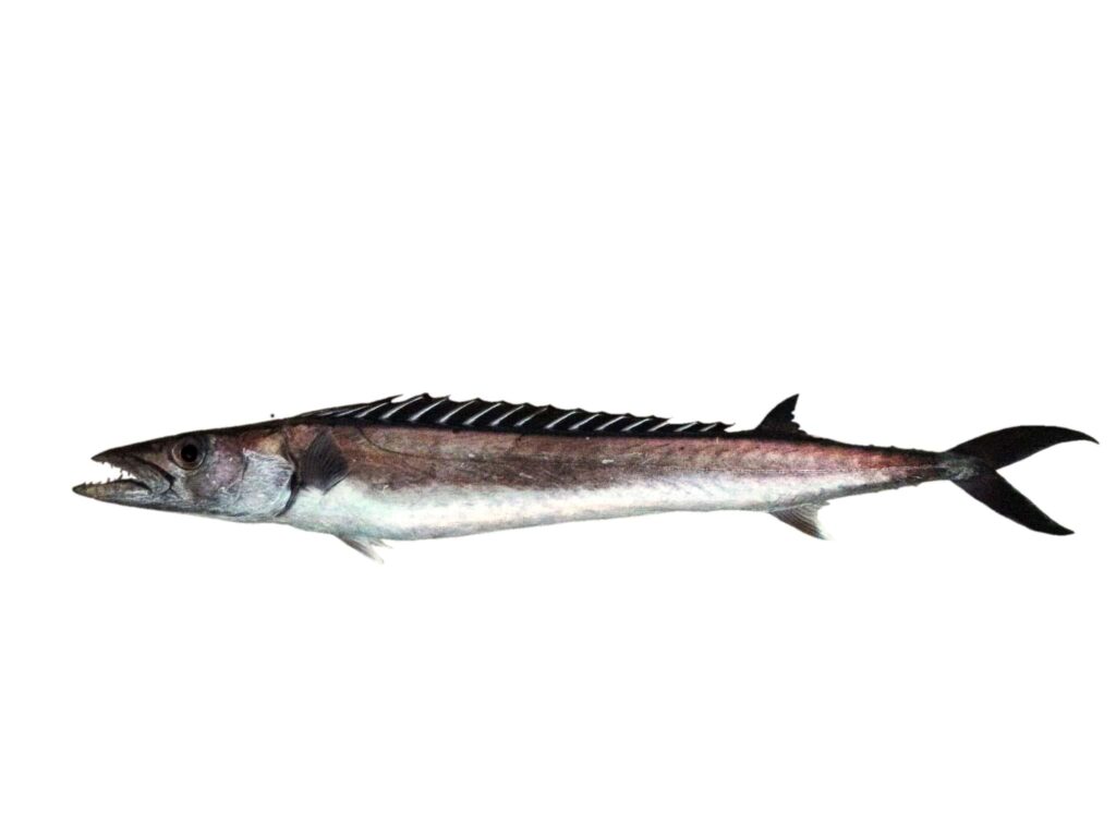 Black Snoek (Thyrsitoides marleyi) |commons:File:Escolier gracille (Thyrsitoides marleyi) (Ifremer 00764-87618).jpg