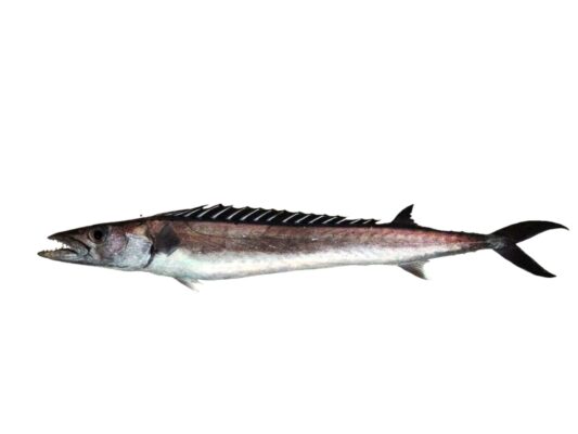 Black Snoek (Thyrsitoides marleyi) |commons:File:Escolier gracille (Thyrsitoides marleyi) (Ifremer 00764-87618).jpg