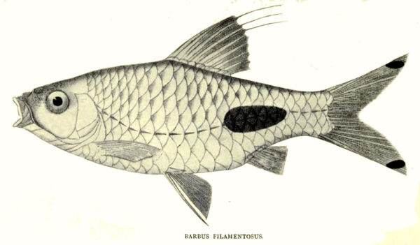Black Spot Barb (Puntius filamentosus) |commons:File:Puntius filamentosus Thomas.jpg