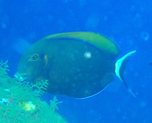 Black-spot Surgeonfish (Acanthurus bariene) |commons:File:Acanthurus bariene.jpg