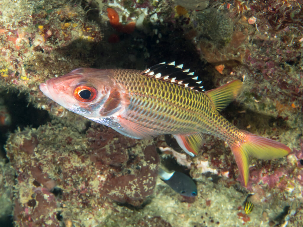 Black Squirrelfish (Neoniphon opercularis) |commons:File:Blackfin squirrelfish (Neoniphon opercularis) (28799831667).jpg