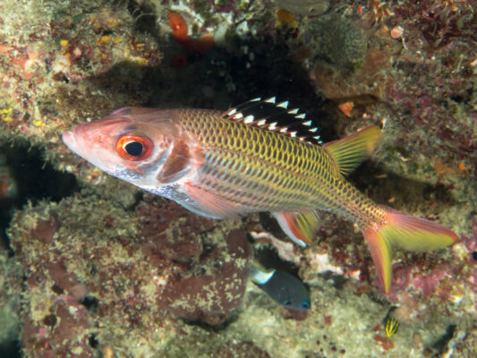 Black Squirrelfish (Neoniphon opercularis) |commons:File:Blackfin squirrelfish (Neoniphon opercularis) (28799831667).jpg