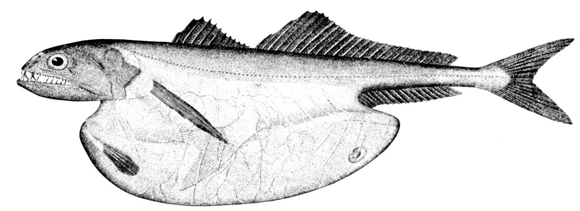 black swallower (Chiasmodon niger) |commons:File:Chiasmodon niger.jpg