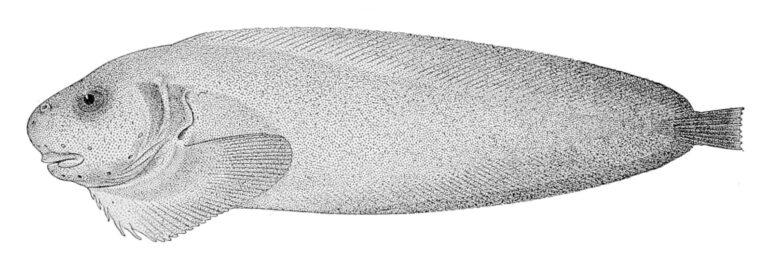 Black-tail Snailfish (Careproctus furcellus) |commons:File:Careproctus furcellus.jpg