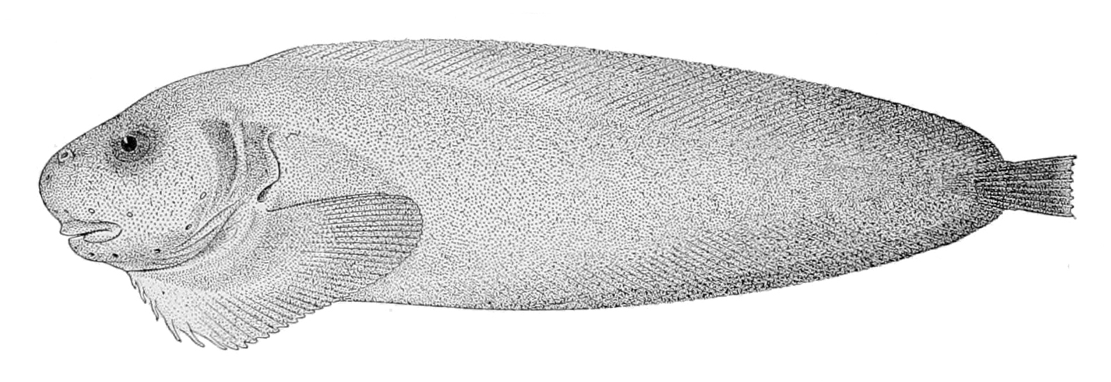 Black-tail Snailfish (Careproctus furcellus) |commons:File:Careproctus furcellus.jpg