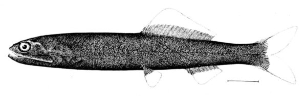 black warrior (Bathylaco nigricans) |commons:File:Bathylaco nigricans.jpg