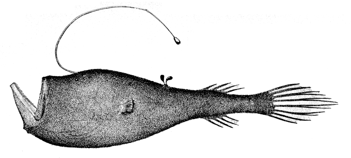 Black Whalelet (Ceratias uranoscopus) |commons:File:Ceratias uranoscopus.jpg
