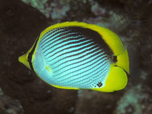 Blackback Butterflyfish (Chaetodon melannotus) |commons:File:Bep chaetodon melannotus.jpg