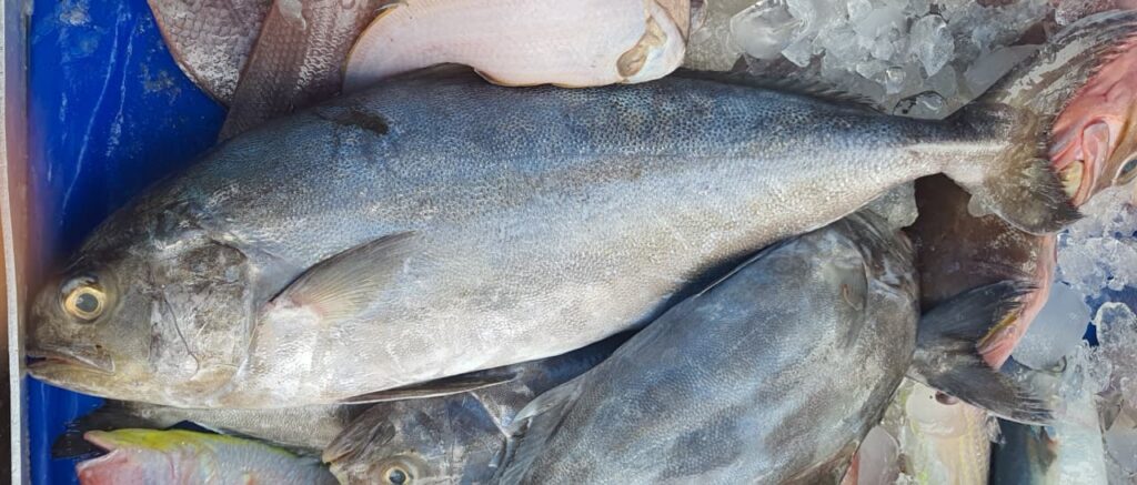 Blackbanded Trevally (Seriolina nigrofasciata) |commons:File:Seriolina nigrofasciata.jpg
