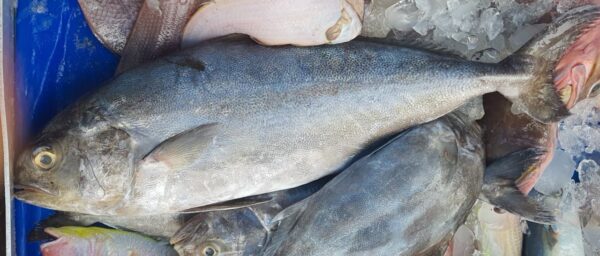 Blackbanded Trevally (Seriolina nigrofasciata) |commons:File:Seriolina nigrofasciata.jpg