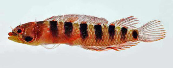 Blackbar Blenny (Starksia fasciata) |commons:File:Starksia fasciata male.jpg