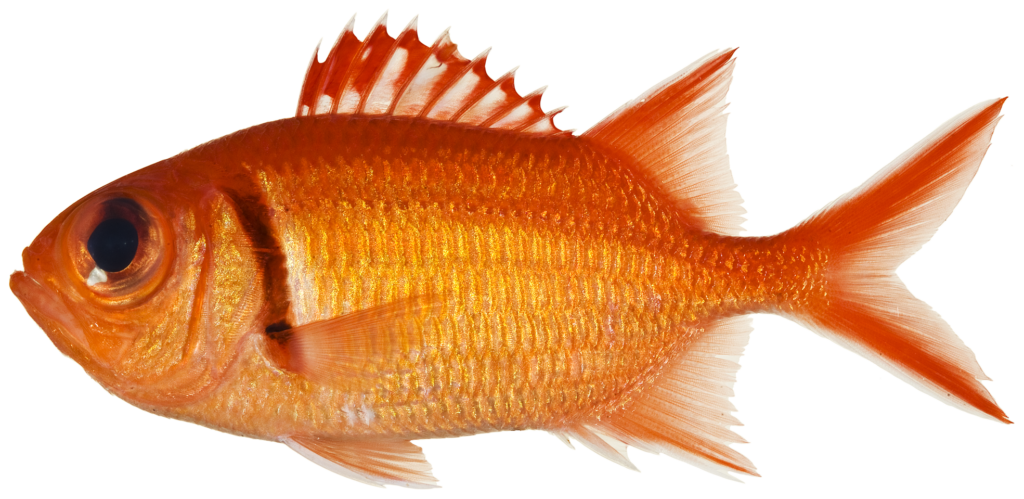 Blackbar Soldierfish (Myripristis jacobus) |commons:File:Myripristis jacobus - pone.0010676.g035.png