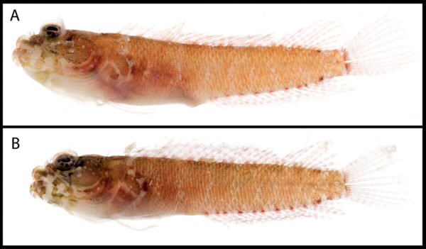 Blackcheek Blenny (Starksia lepicoelia) |commons:File:Starksia lepicoelia.jpg
