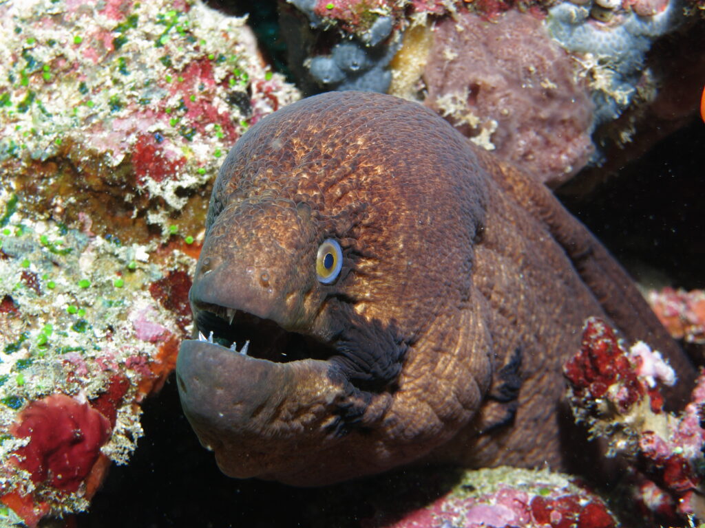 Blackcheek Moray (Gymnothorax breedeni) |commons:File:Gymnothorax breedeni.JPG