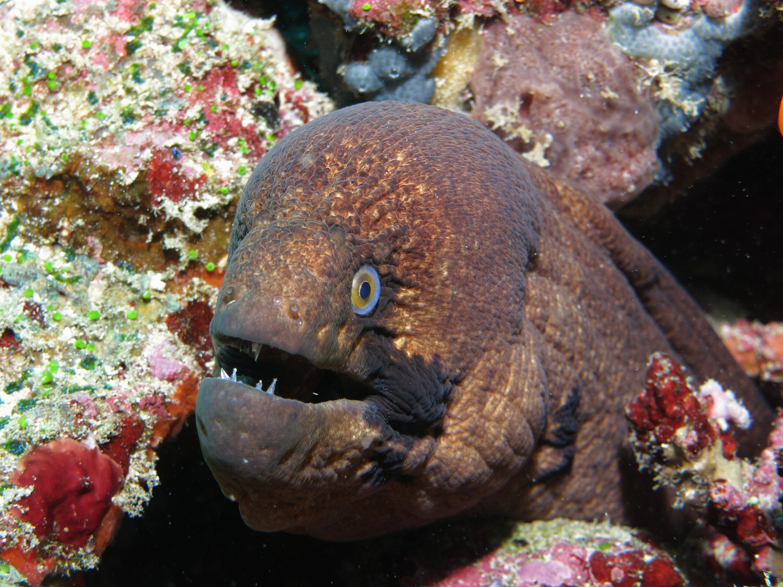 Blackcheek Moray (Gymnothorax breedeni) |commons:File:Gymnothorax breedeni.JPG