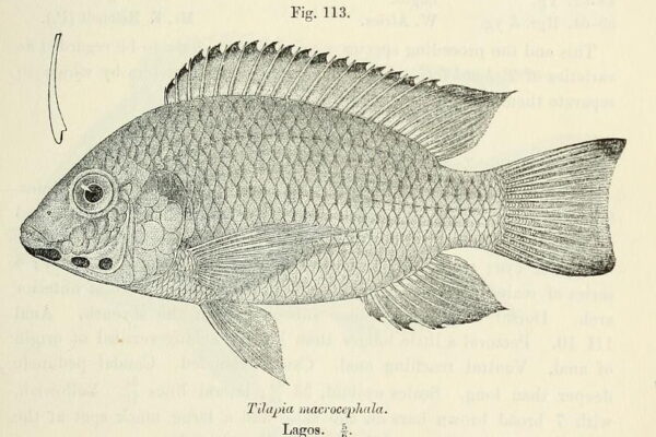 Blackchin Tilapia (Sarotherodon melanotheron) |commons:File:Sarotherodon melanotheron.jpg