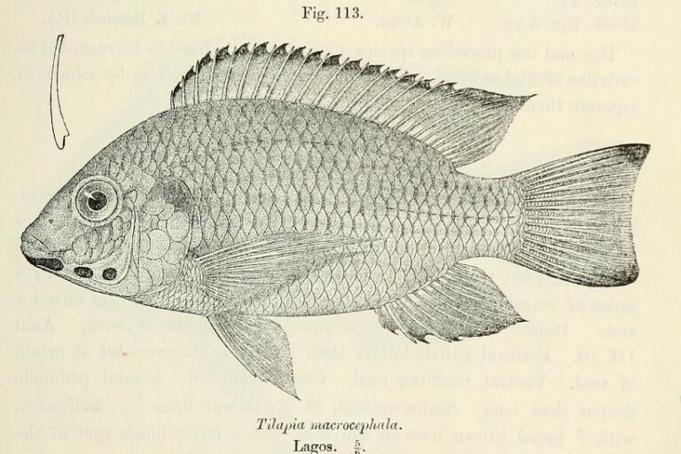 Blackchin Tilapia (Sarotherodon melanotheron) |commons:File:Sarotherodon melanotheron.jpg