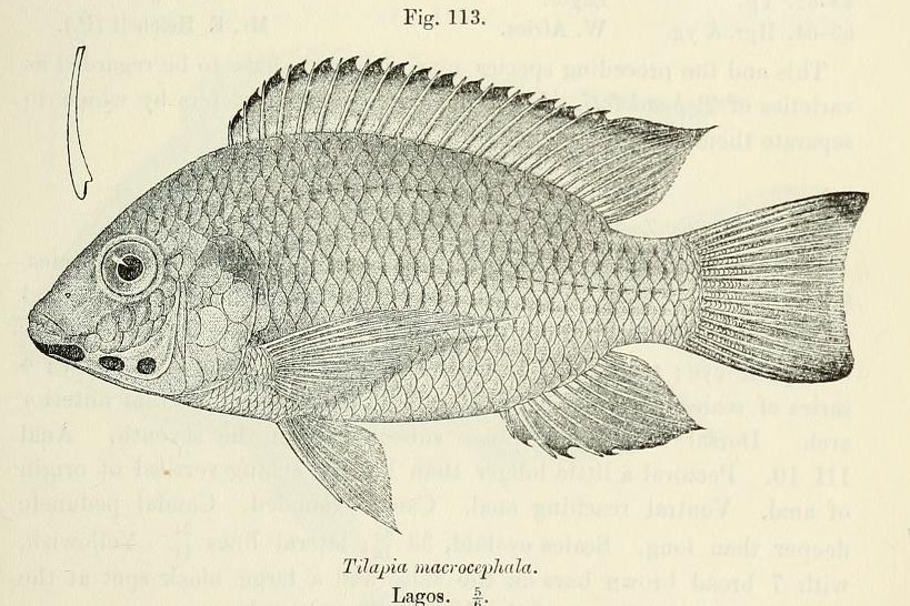 Blackchin Tilapia (Sarotherodon melanotheron) |commons:File:Sarotherodon melanotheron.jpg