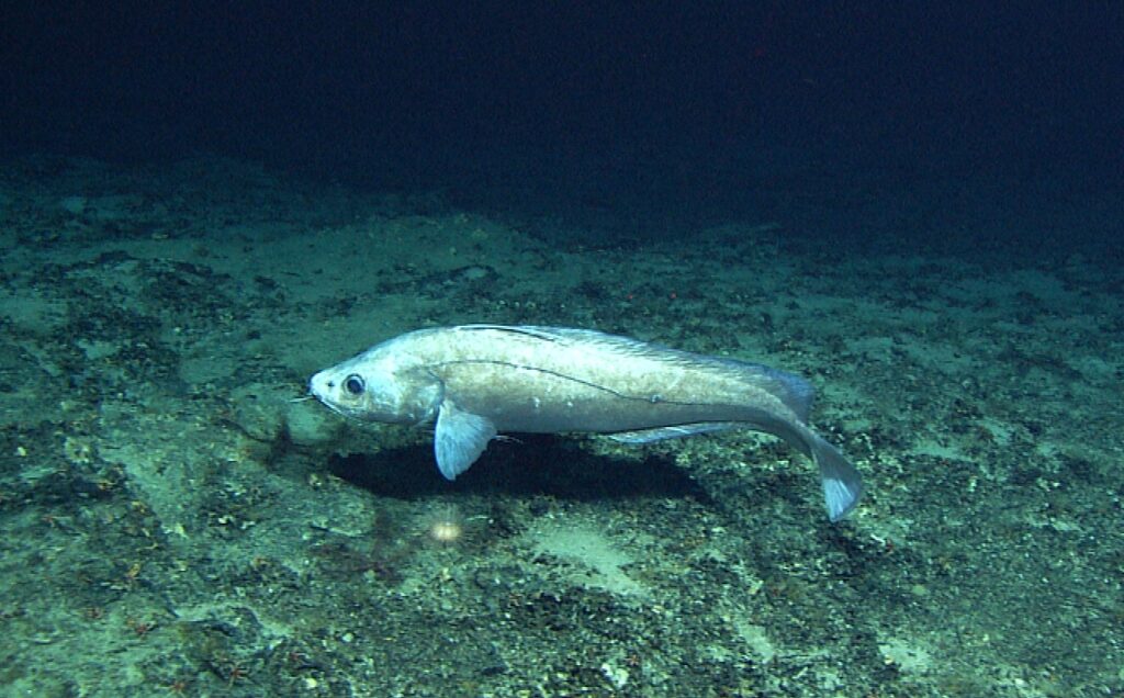 Blackcod (Antimora rostrata) |commons:File:Antimora rostrata.jpg