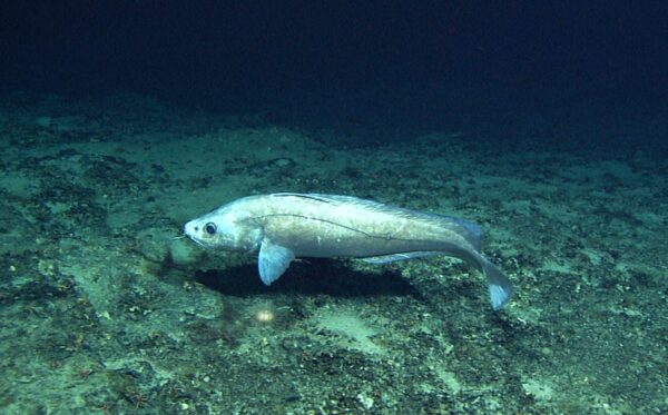 Blackcod (Antimora rostrata) |commons:File:Antimora rostrata.jpg