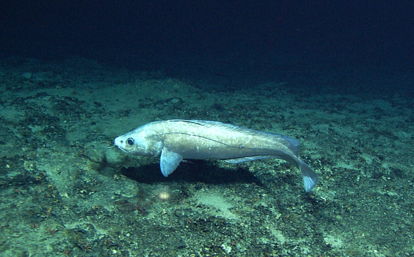 Blackcod (Antimora rostrata) |commons:File:Antimora rostrata.jpg