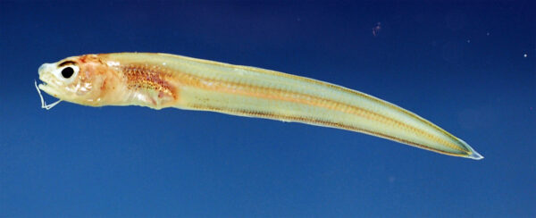 Blackedge Cusk-eel (Lepophidium brevibarbe) |commons:File:Lepophidium brevibarbe.jpg