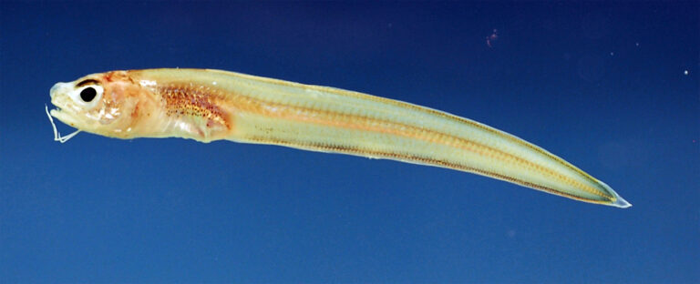Blackedge Cusk-eel (Lepophidium brevibarbe) |commons:File:Lepophidium brevibarbe.jpg