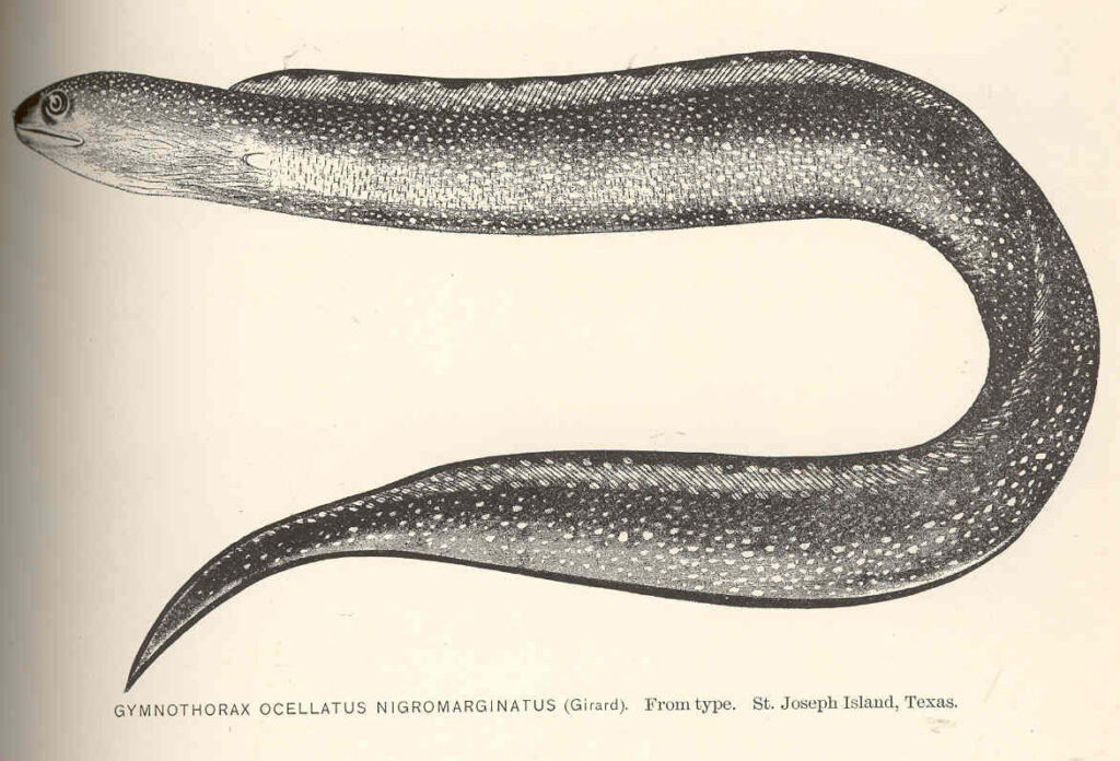 Blackedge Moray (Gymnothorax nigromarginatus) |commons:File:FMIB 40110 Gymnothorax ocellatus nigromarginatus (Girard) From Type St Joseph Island, Texas.jpeg